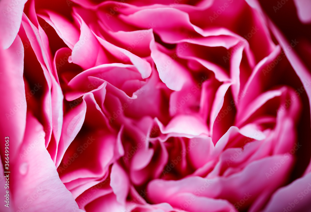  Close-up of pink peony.