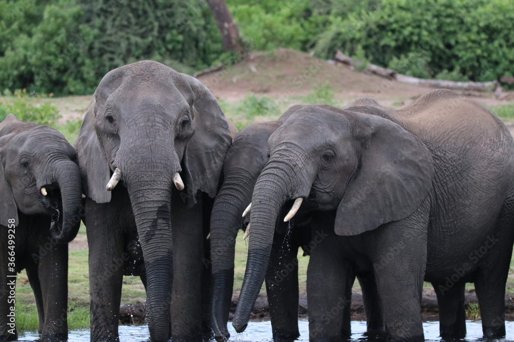 Fototapeta premium African Elephants playing by the Chobe River in Botswana