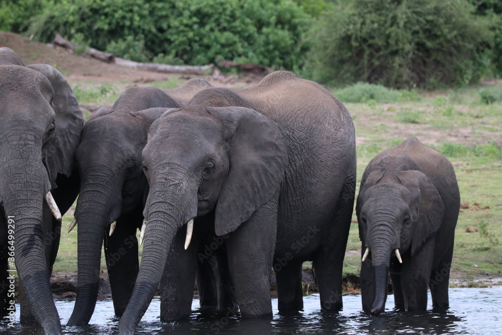 African Elephants playing by the Chobe River in Botswana African Elephants playing by the Chobe River in Botswana