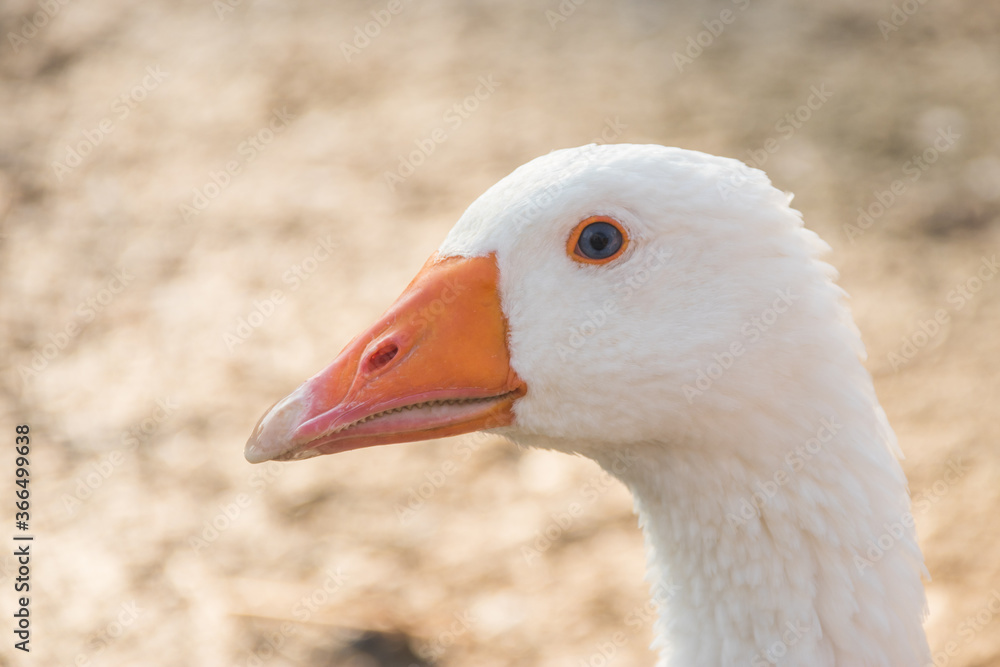 The head of a goose close-up