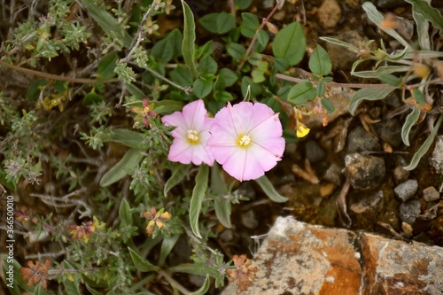 Convolvulus arvensis flower. Although it produces attractive flowers  it is often an uncomfortable plant in gardens considered a bothersome weed due to its growth and can quickly strangle other cultiv