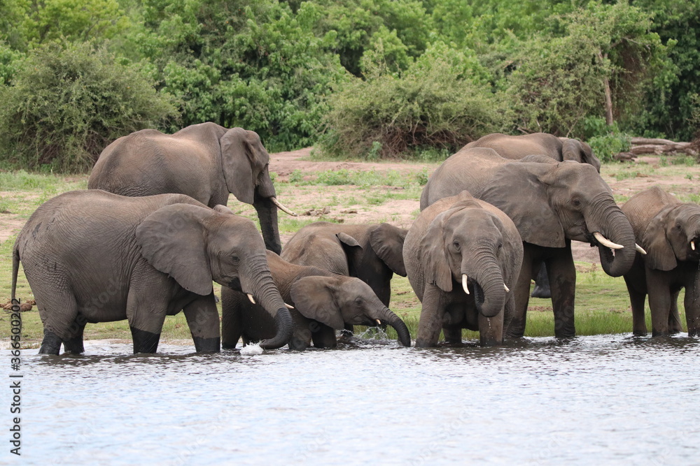 African Elephants playing by the Chobe River in Botswana