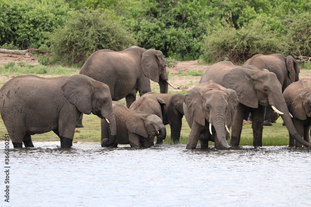 African Elephants playing by the Chobe River in Botswana African Elephants playing by the Chobe River in Botswana
