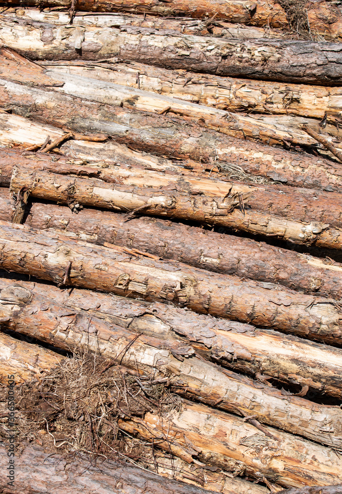 Big monumental pile / stack of wood logs. Log bark pattern / wallpaper / background / texture Big monumental pile / stack of wood logs. Log bark pattern / wallpaper / background / texture