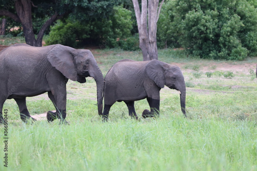 Fototapeta premium African Elephants playing by the Chobe River in Botswana