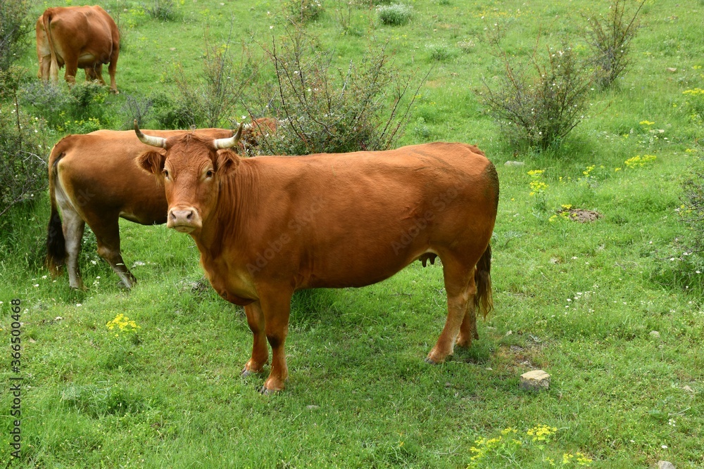 Brown cow sideways in grass meadow, flowers and rosehip bushes.