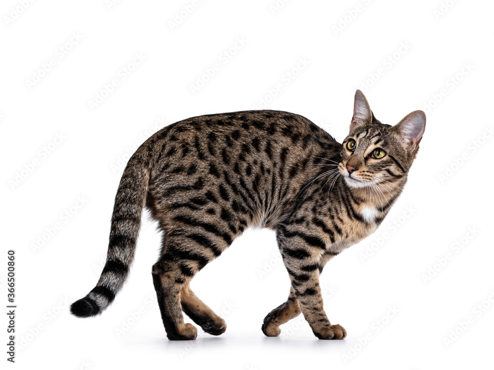 Cute young Savannah F7 cat, walking side ways Looking over shoulder beside camera with green / yellow eyes. Isolated on a white background. Cute young Savannah F7 cat, walking side ways Looking over shoulder beside camera with green / yellow eyes. Isolated on a white background.