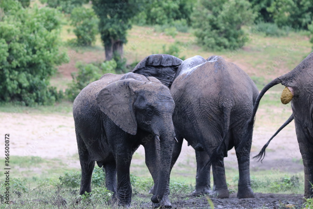 African Elephants playing by the Chobe River in Botswana