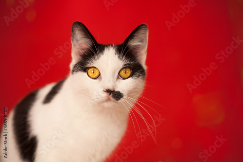 Black and white cat portrait on red background