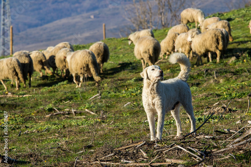 cane pastore maremmano photo