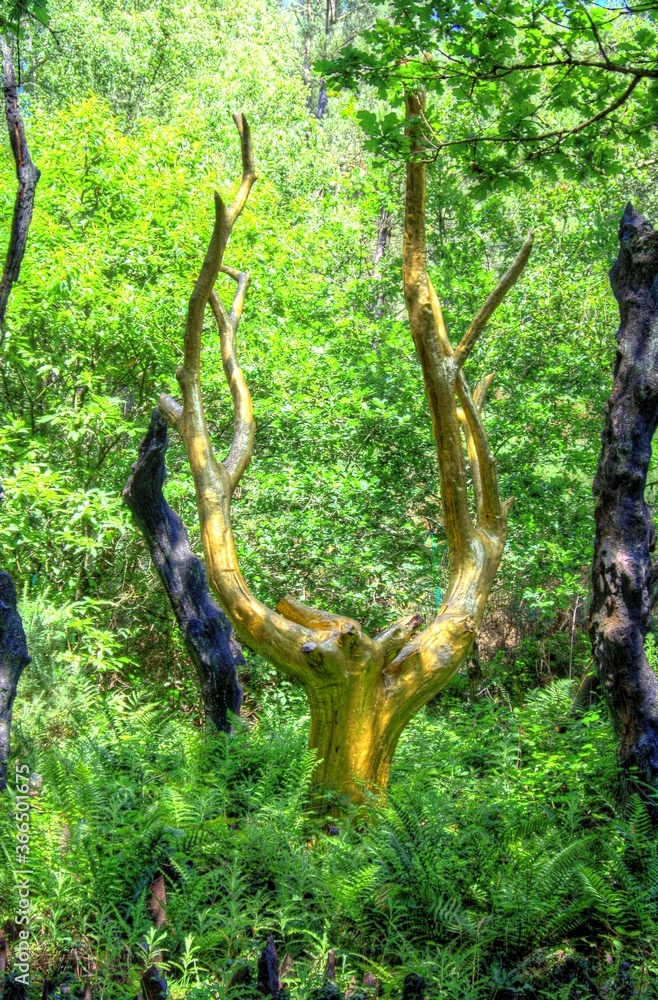 L'arbre d'or de la Foret de Brocéliande Stock Photo Adobe Stock