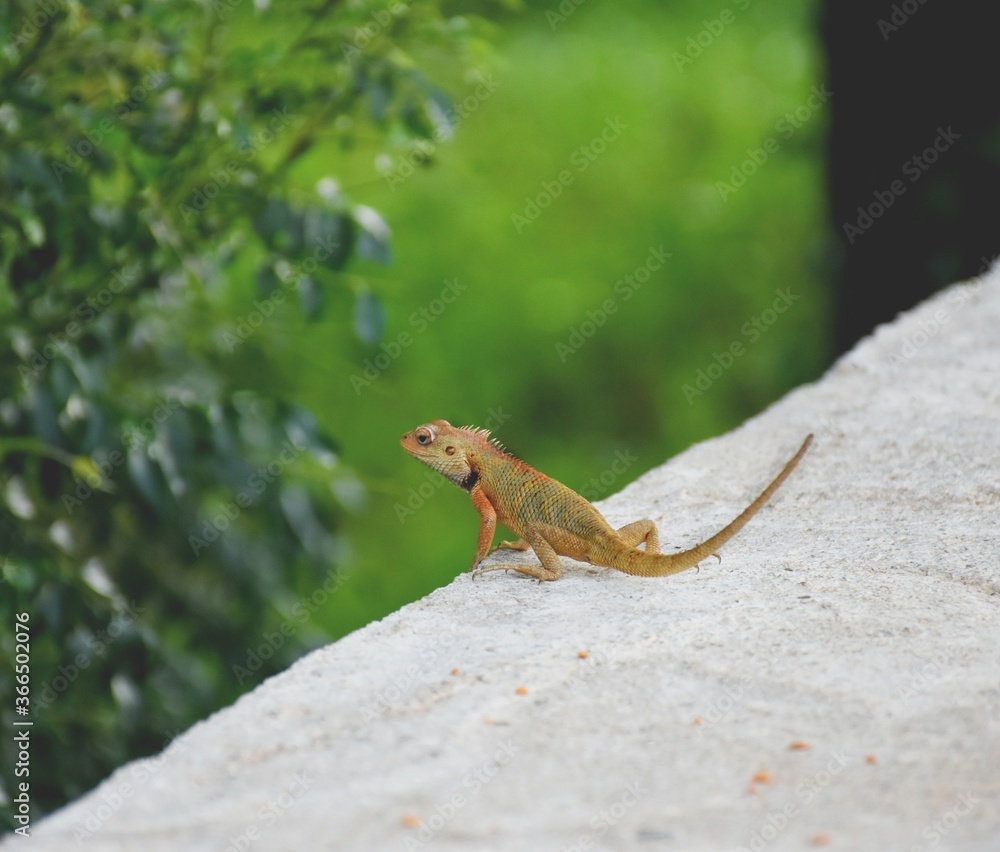 close up of a colourful lizard, combination of calm and dangerous. close up of a colourful lizard, combination of calm and dangerous.