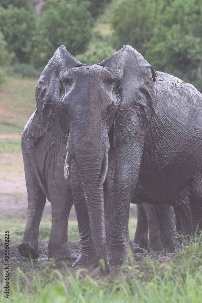 Fototapeta premium African Elephants playing by the Chobe River in Botswana