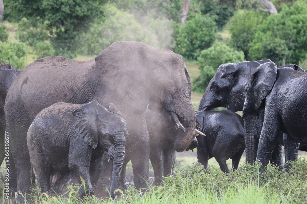 Fototapeta premium African Elephants playing by the Chobe River in Botswana