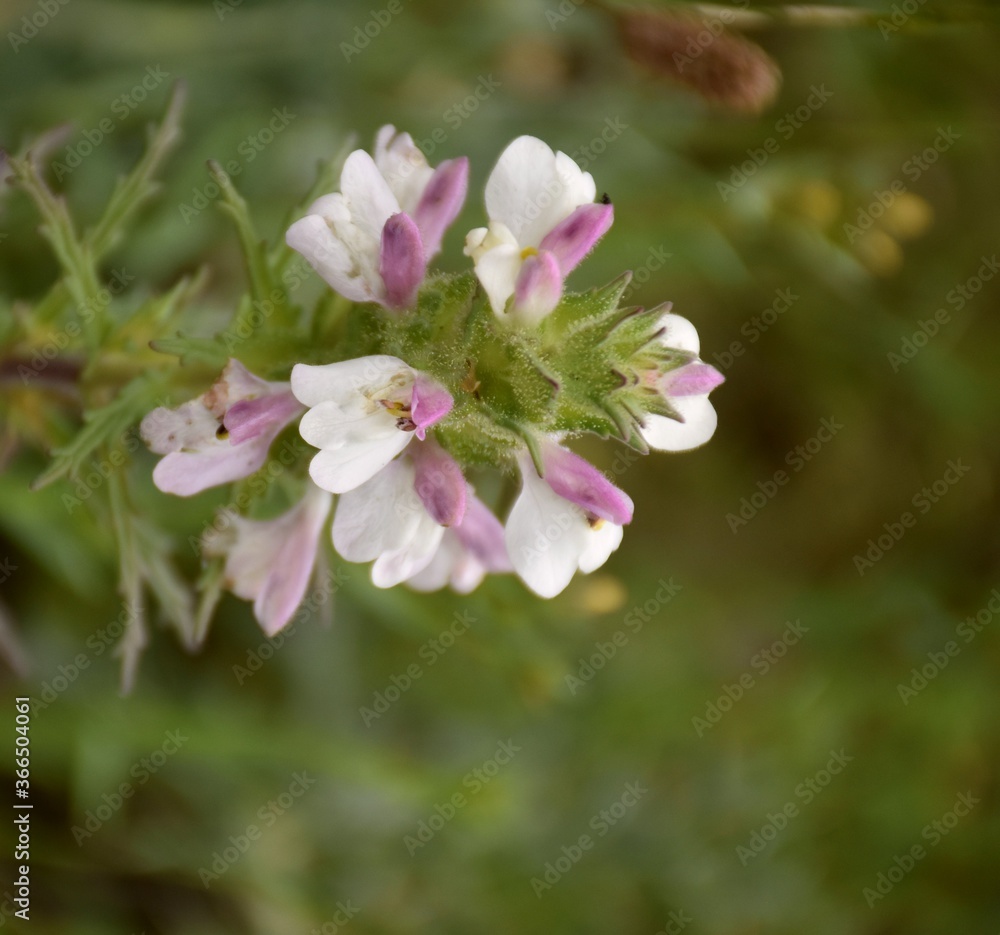 Pink and white flowering plant of Bellardia trixago. Pink and white flowering plant of Bellardia trixago.