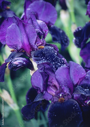 Iris flowers.