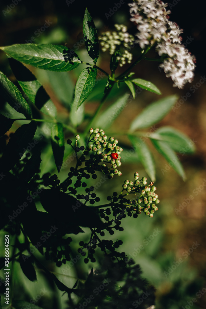 Obraz premium ladybug climbs on a dwarf elder (sambucus ebulus)