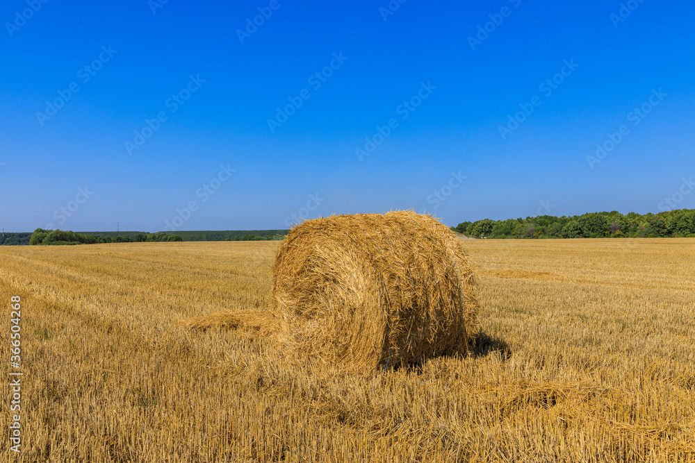 Rolls of haystacks on the field as agriculture harvest concept Rolls of haystacks on the field as agriculture harvest concept