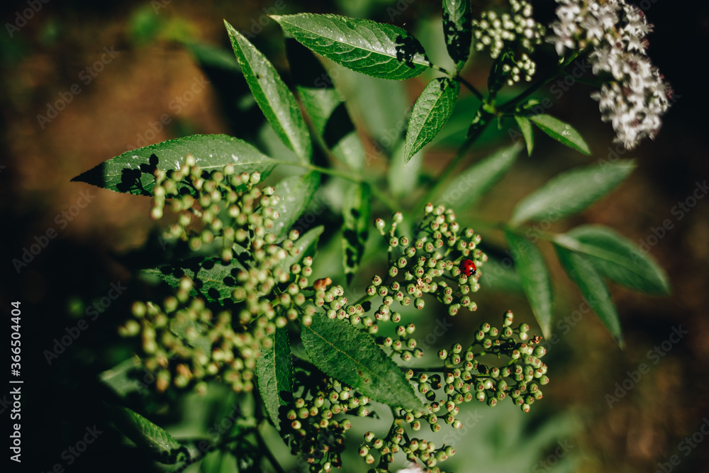 ladybug climbs on a dwarf elder (sambucus ebulus) ladybug climbs on a dwarf elder (sambucus ebulus)