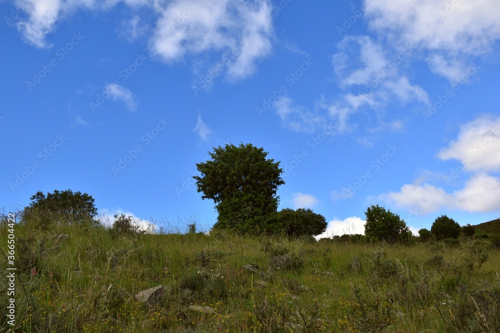 Meadow view with adult juniper tree, holm oak and cloudy blue sky.