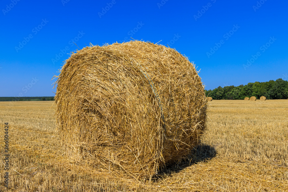 Rolls of haystacks on the field as agriculture harvest concept