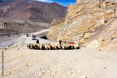 JOMSON, NEPAL - DEC 4, 2018: Shepherds lead their sheep on a dirt road in Annapurna Conservation Area, Himalaya, Nepal photo