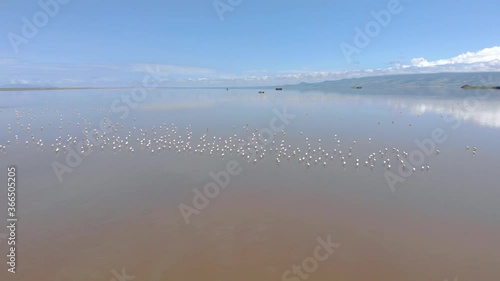 Pink Lesser Flamingos at Lake Natron with volcano on background in Rift valley, Tanzania photo