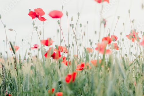red poppies in the field © Alena