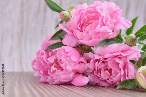 A bouquet of blossoming pink peonies  buds with green foliage on a wooden background
