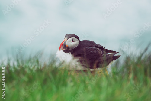 Single atlantic puffin © Roxana