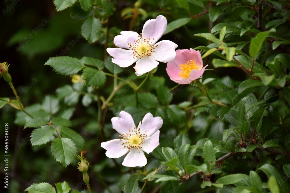 Rosehip flowers in different colors (Rosa eglanteria), its oil is used in cosmetics, to regenerate and nourish the skin. Rosehip flowers in different colors (Rosa eglanteria), its oil is used in cosmetics, to regenerate and nourish the skin.