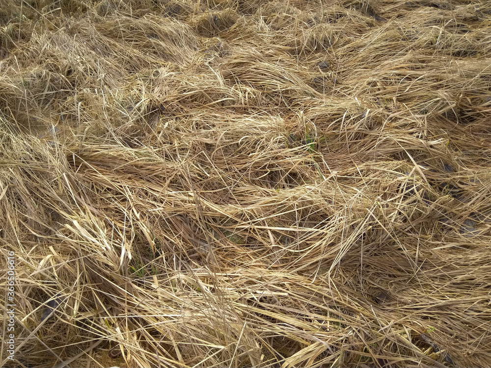 Background texture dry withered grass of golden color on an autumn field Background texture dry withered grass of golden color on an autumn field