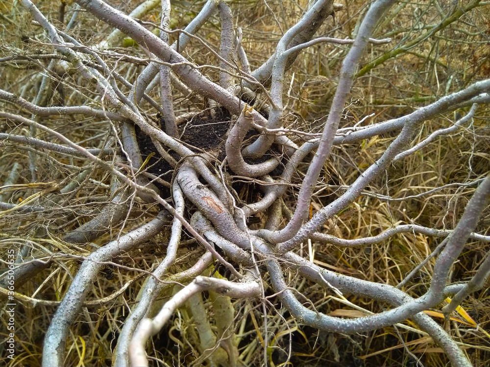 Background of gnarled twisted roots and branches of an old tree