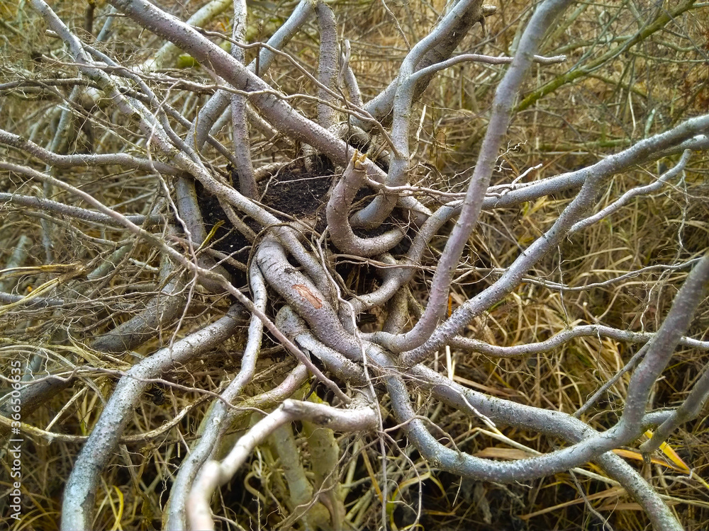 Background of gnarled twisted roots and branches of an old tree Background of gnarled twisted roots and branches of an old tree