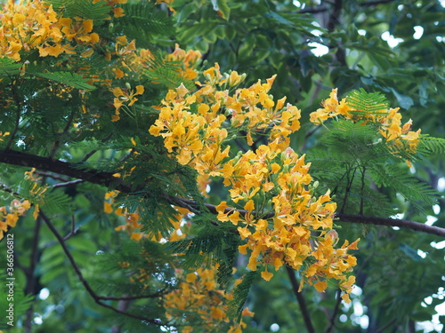 Flam boyant, The Flame Tree, Royal Poinciana Delonix regia Bojer beautiful bouquet yellow flower blooming in garden blurred of nature background photo