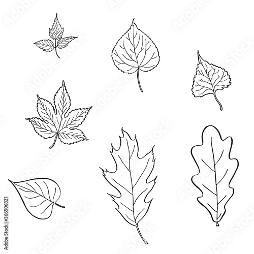 Set of hand drawn vector leaves. Black and white inked illustration of ivy, oak, poplar, linden, lime and lilac leaves isolated on white