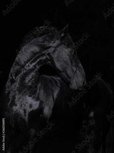 Photos horse on black