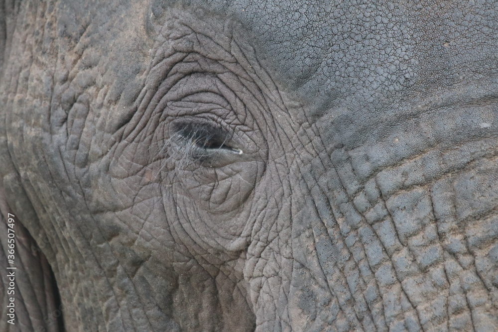 African Elephants playing in the Chobe National Park African Elephants playing in the Chobe National Park