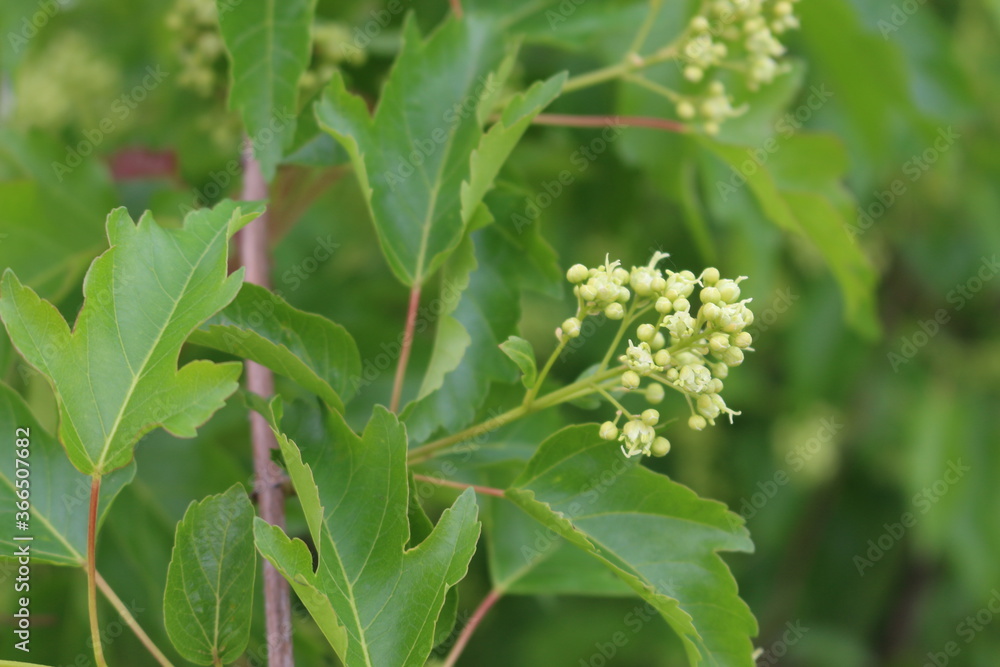 White flowers bloom from buds on bush branches in spring
White flowers bloom from buds on bush branches in spring