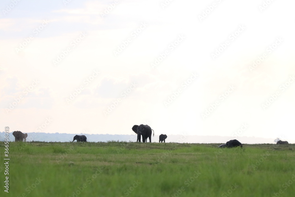 African Elephants playing in the Chobe National Park African Elephants playing in the Chobe National Park