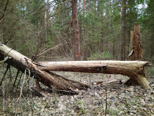 Old fallen spruce tree without bark in coniferous forest