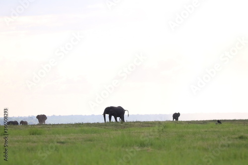 African Elephants playing in the Chobe National Park