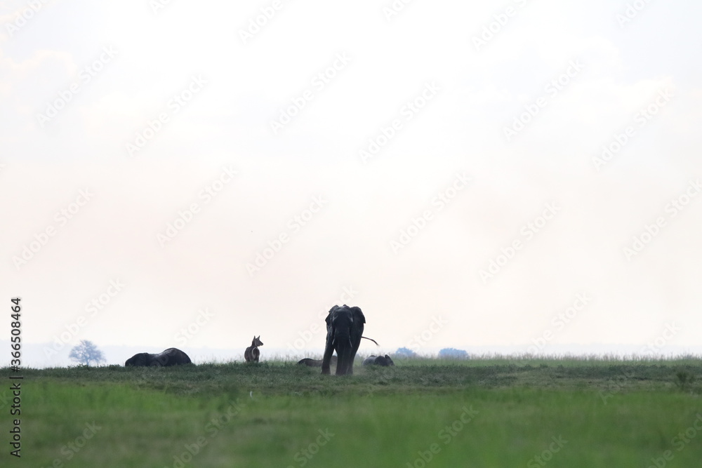 Fototapeta premium African Elephants playing in the Chobe National Park