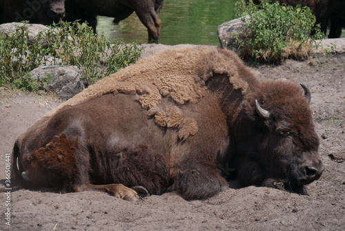 Büffel