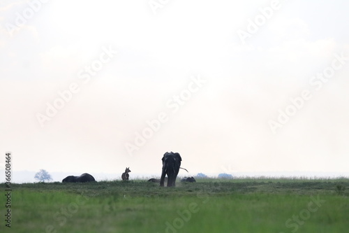 African Elephants playing in the Chobe National Park © ChrisOvergaard