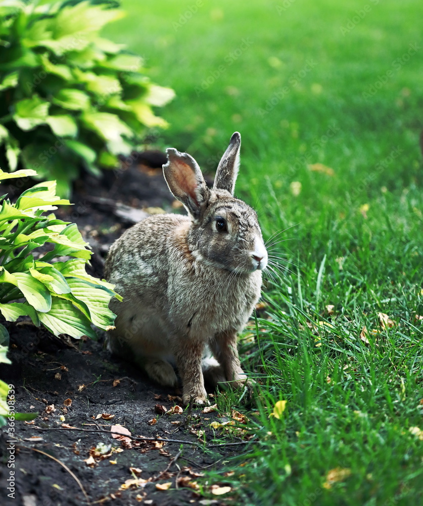 Fototapeta premium beautiful fluffy rabbit with long ears sits near a bush