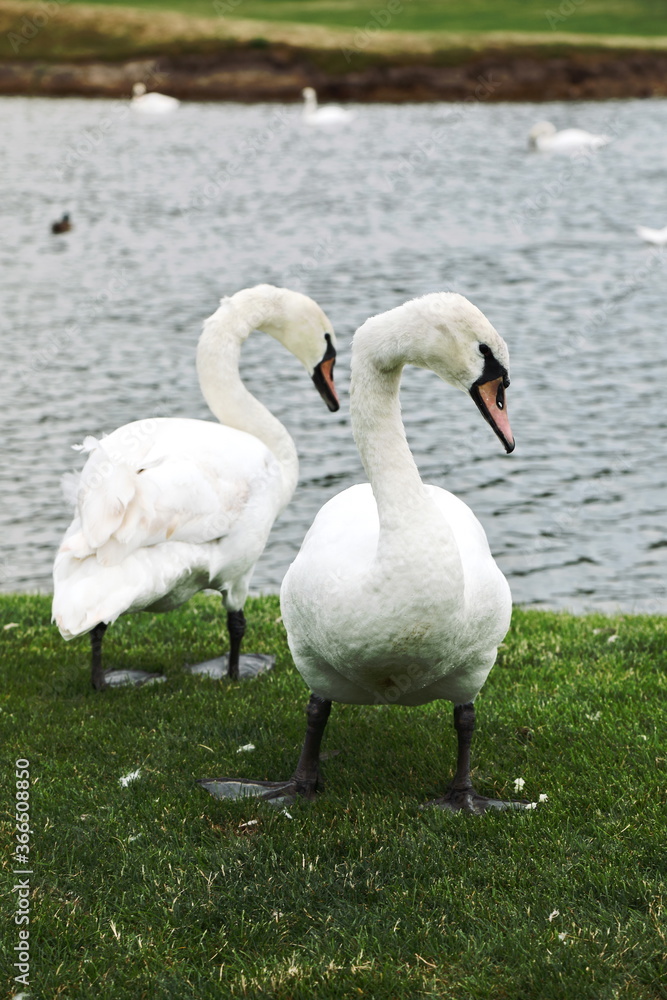 graceful swans in a meadow near the lake
graceful swans in a meadow near the lake