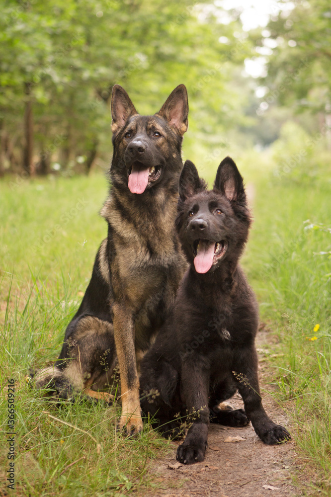 14 en 4 maanden oude Duitse herders 14 en 4 maanden oude Duitse herders