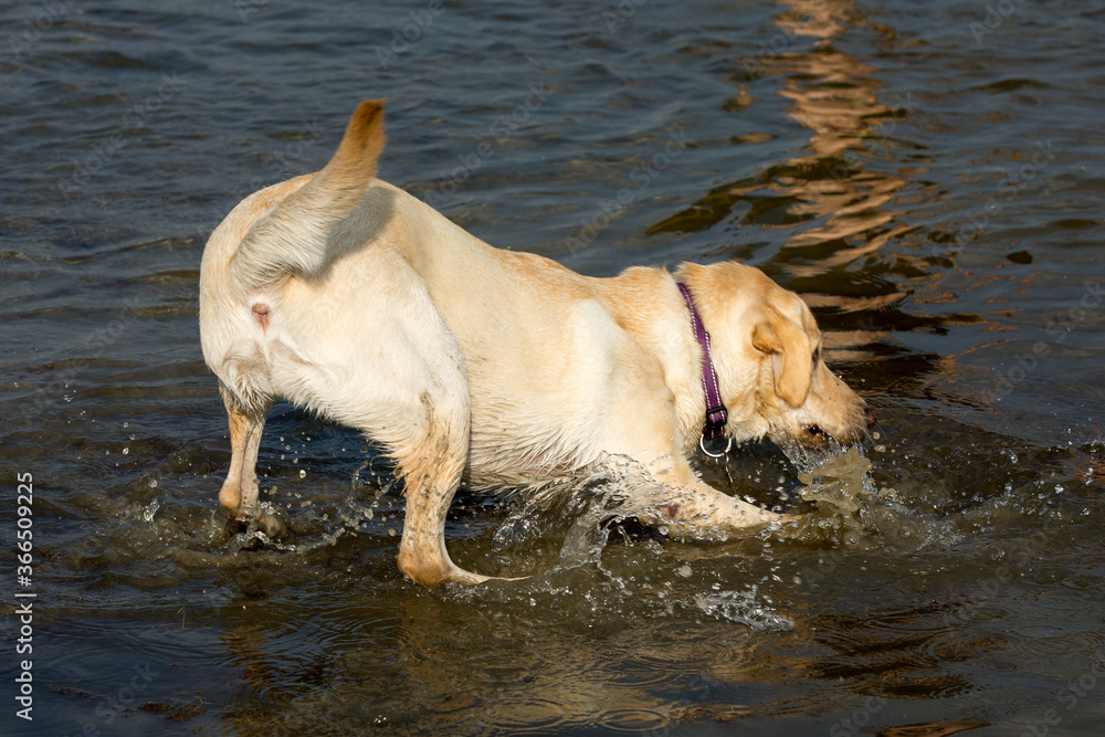 Blonde labrador durft het water niet in