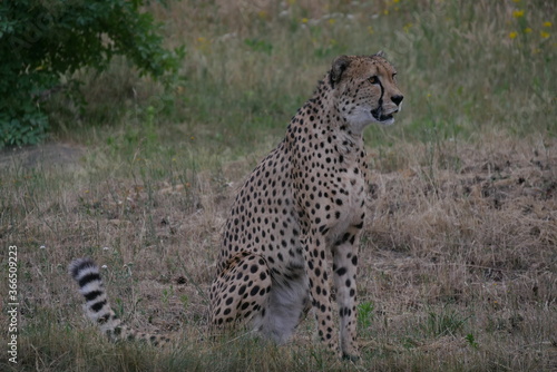 Gepard  sitzend Serengetipark 1 photo